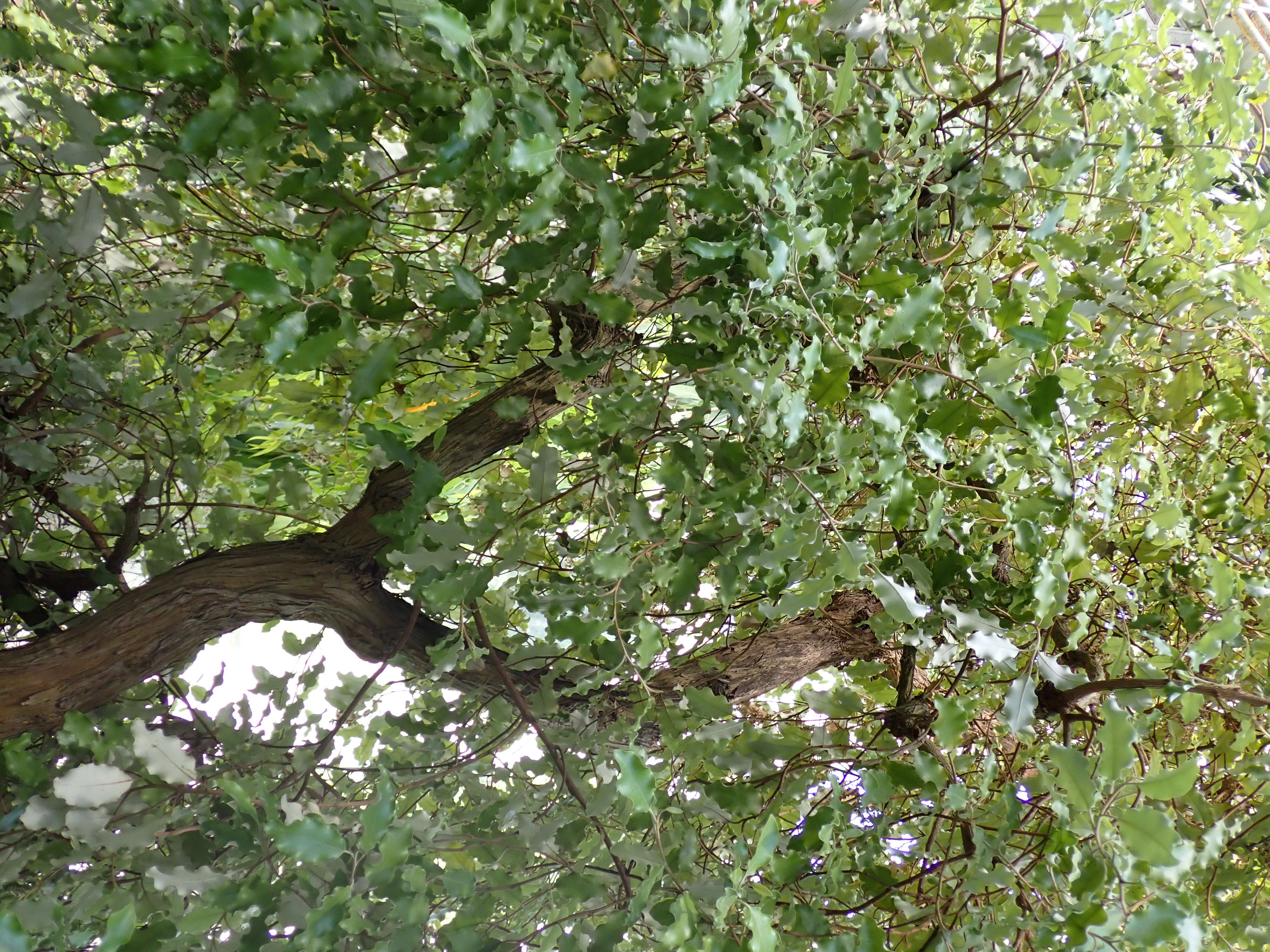 Olearia paniculata (J. R. & G. Forst.) Druce resmi