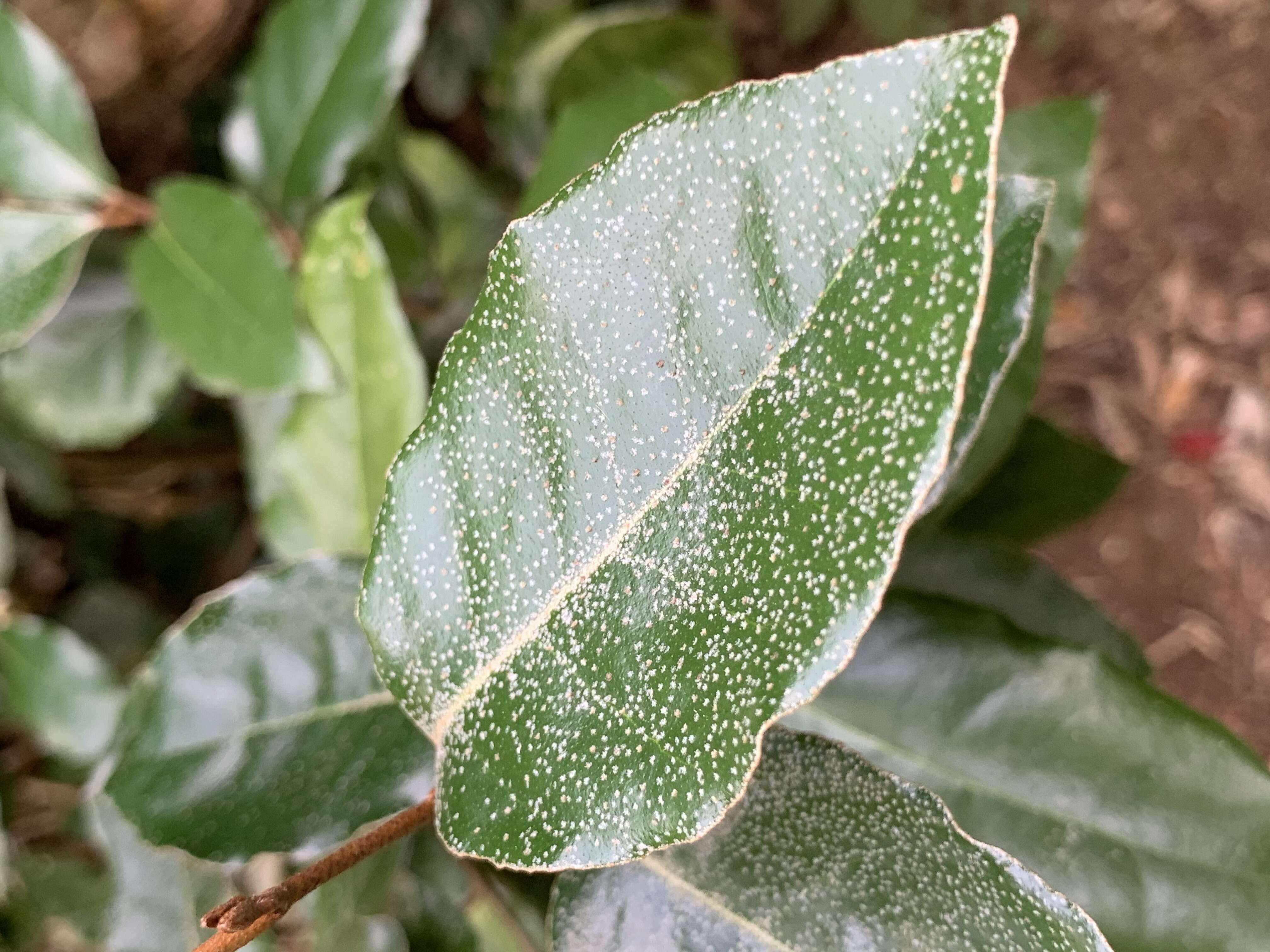 Image of Elaeagnus submacrophylla Serv.