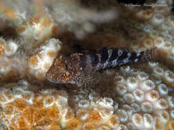 Image of Barred Blenny