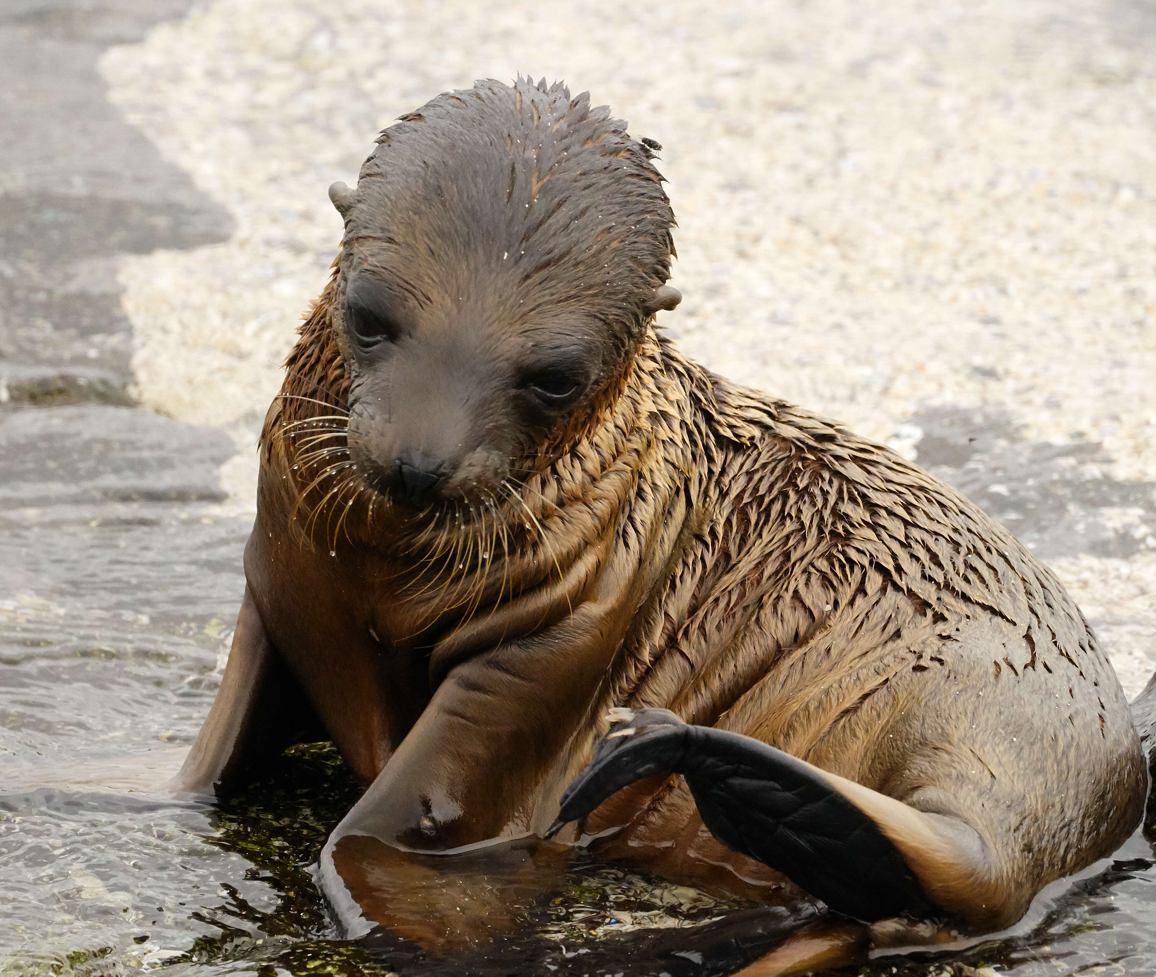 Image of Galapagos Sea Lion