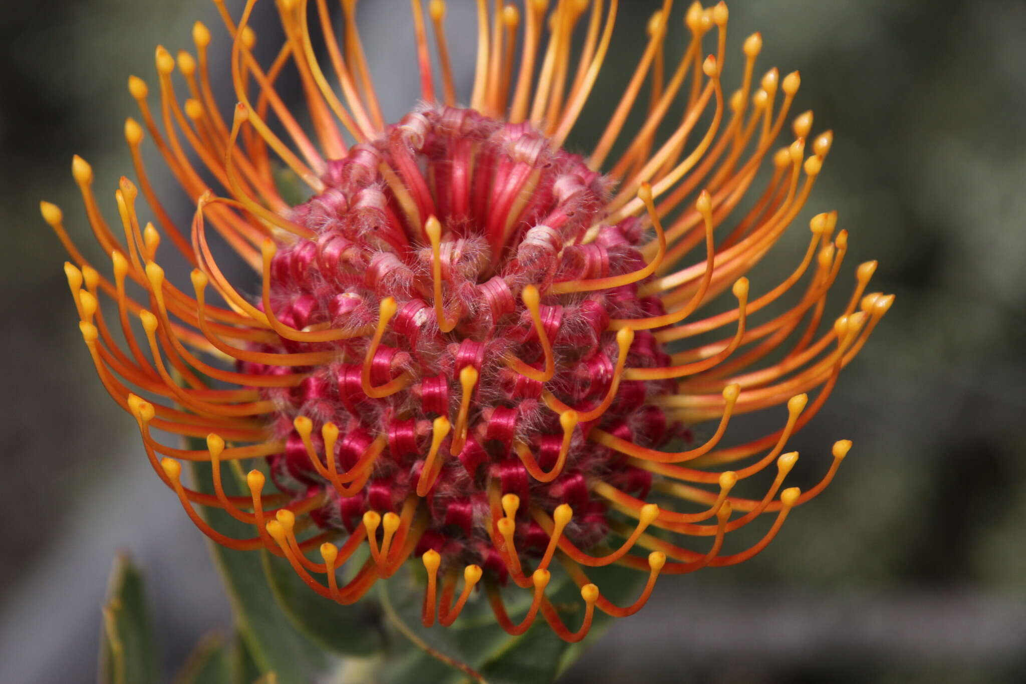 Image of silky-haired pincushion