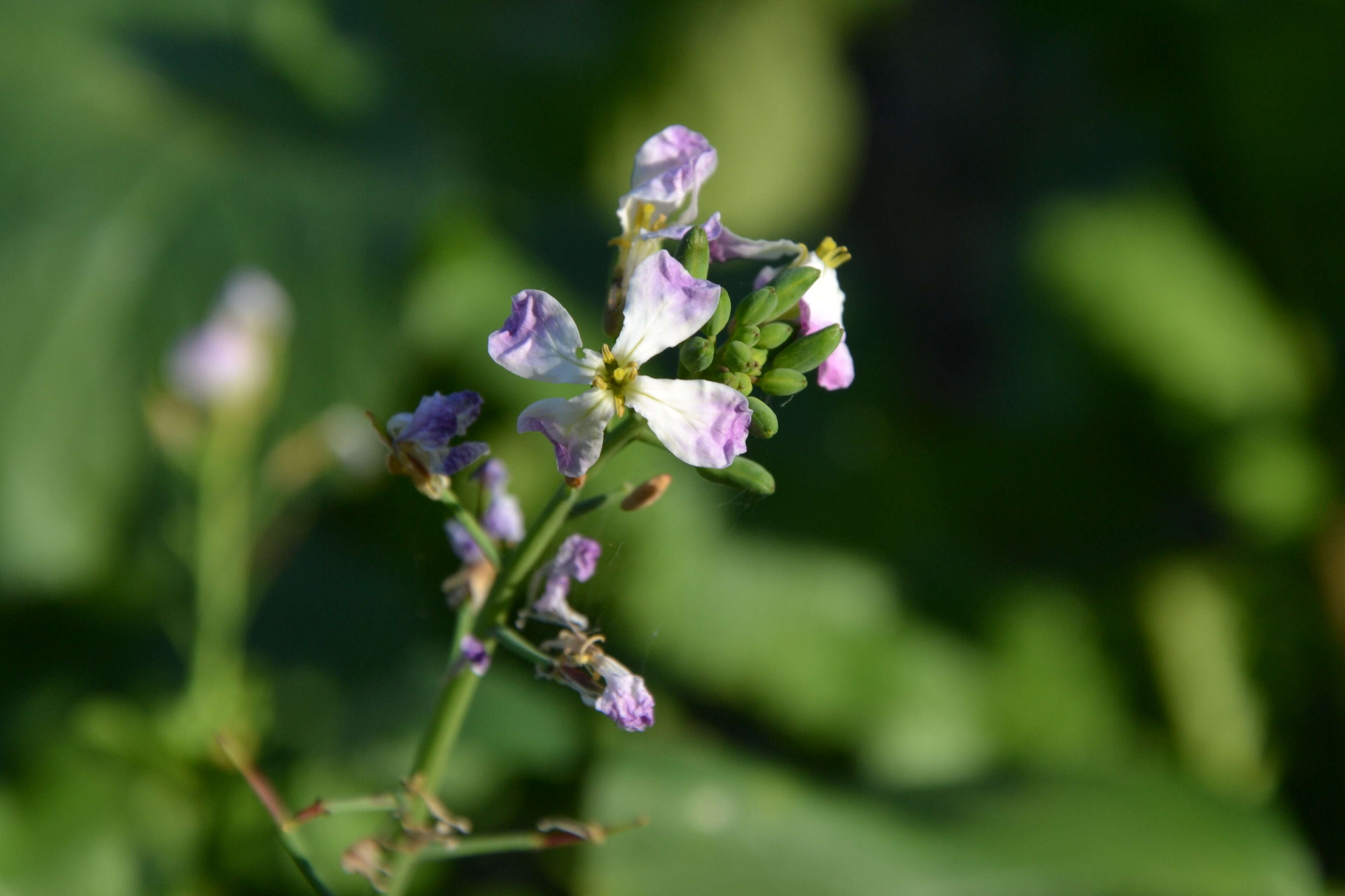 Image of Raphanus sativus var. sativus