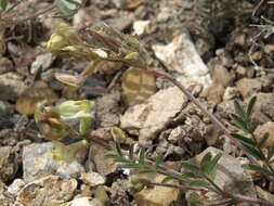 Imagem de Astragalus obscurus S. Wats.