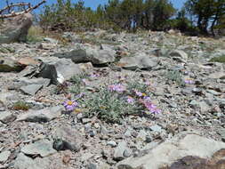 Image of Idaho fleabane