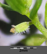 Image of yellow wall bedstraw