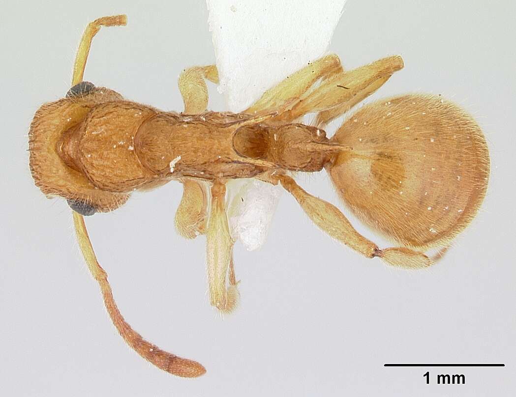 Plancia ëd Acanthoponera minor (Forel 1899)