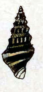 Image of Pilsbryspira albinodata (Reeve 1846)