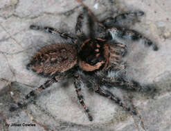 Image of Phidippus asotus Chamberlin & Ivie 1933