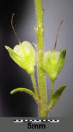 Image of Sprawling Speedwell