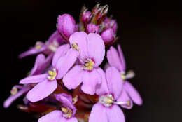 Image of Stylidium junceum subsp. junceum