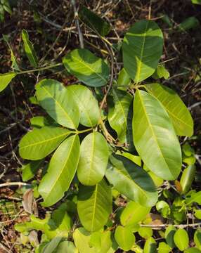 Aglaia elaeagnoidea resmi