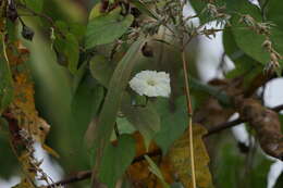 Image of Obscure Morning Glory