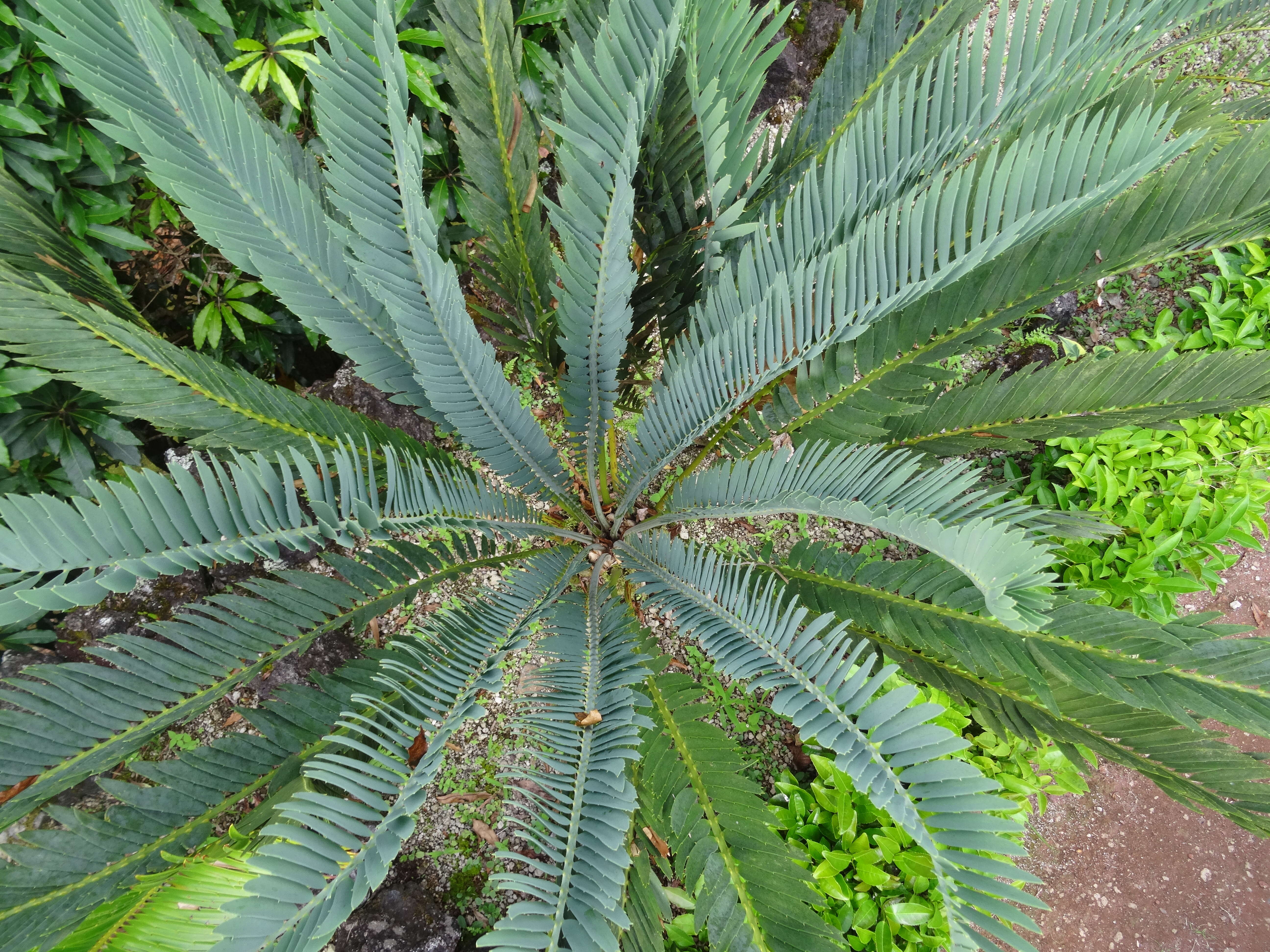 Image of Blue Cycad