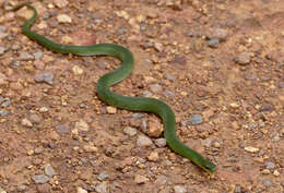 Слика од Erythrolamprus typhlus (Linnaeus 1758)