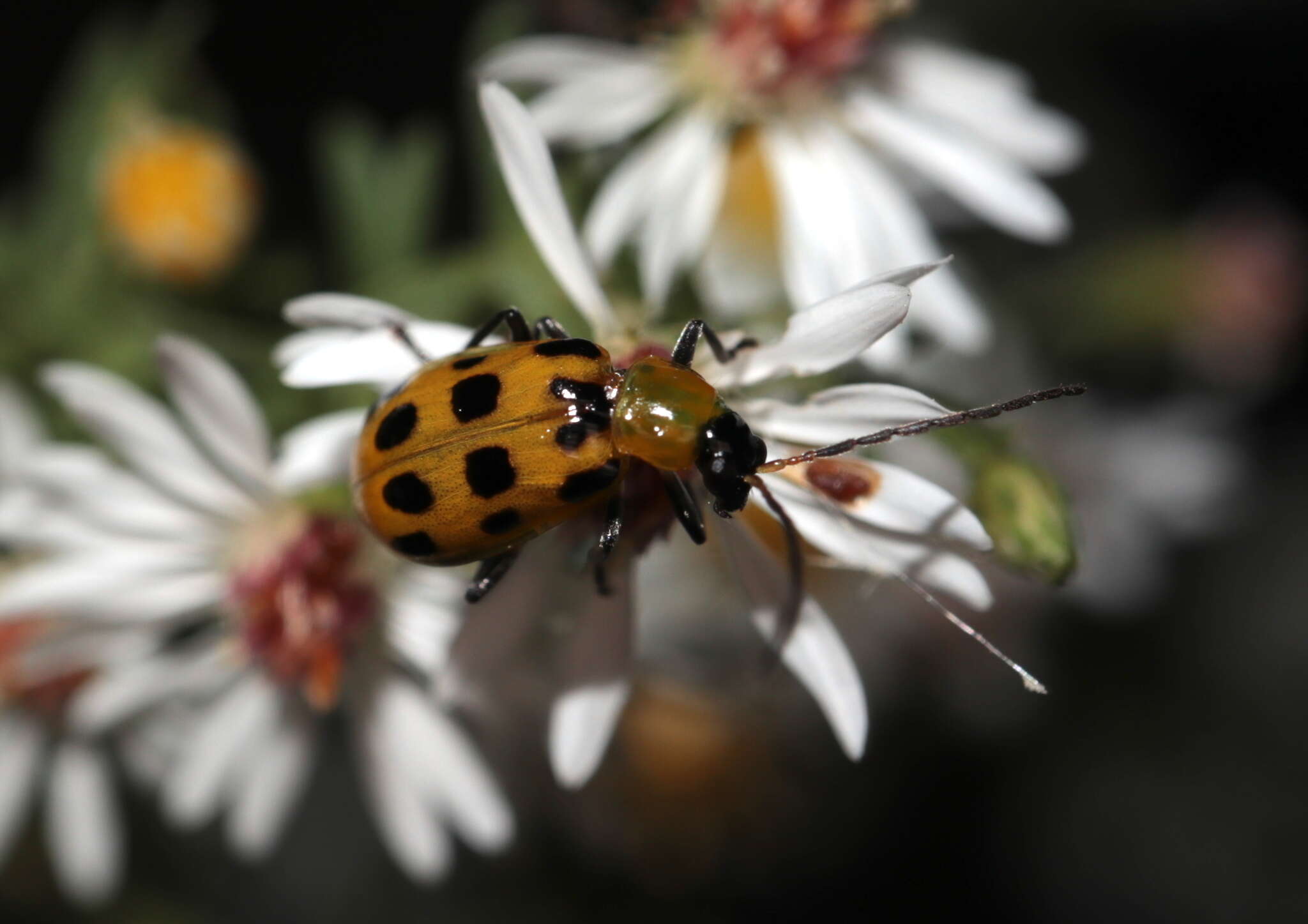 Image of Spotted Cucumber Beetle