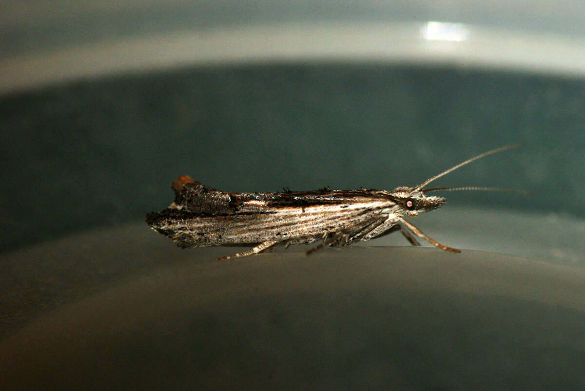 Image of Ypsolopha scabrella