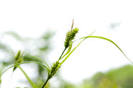 Image of Carex dickinsii Franch. & Sav.