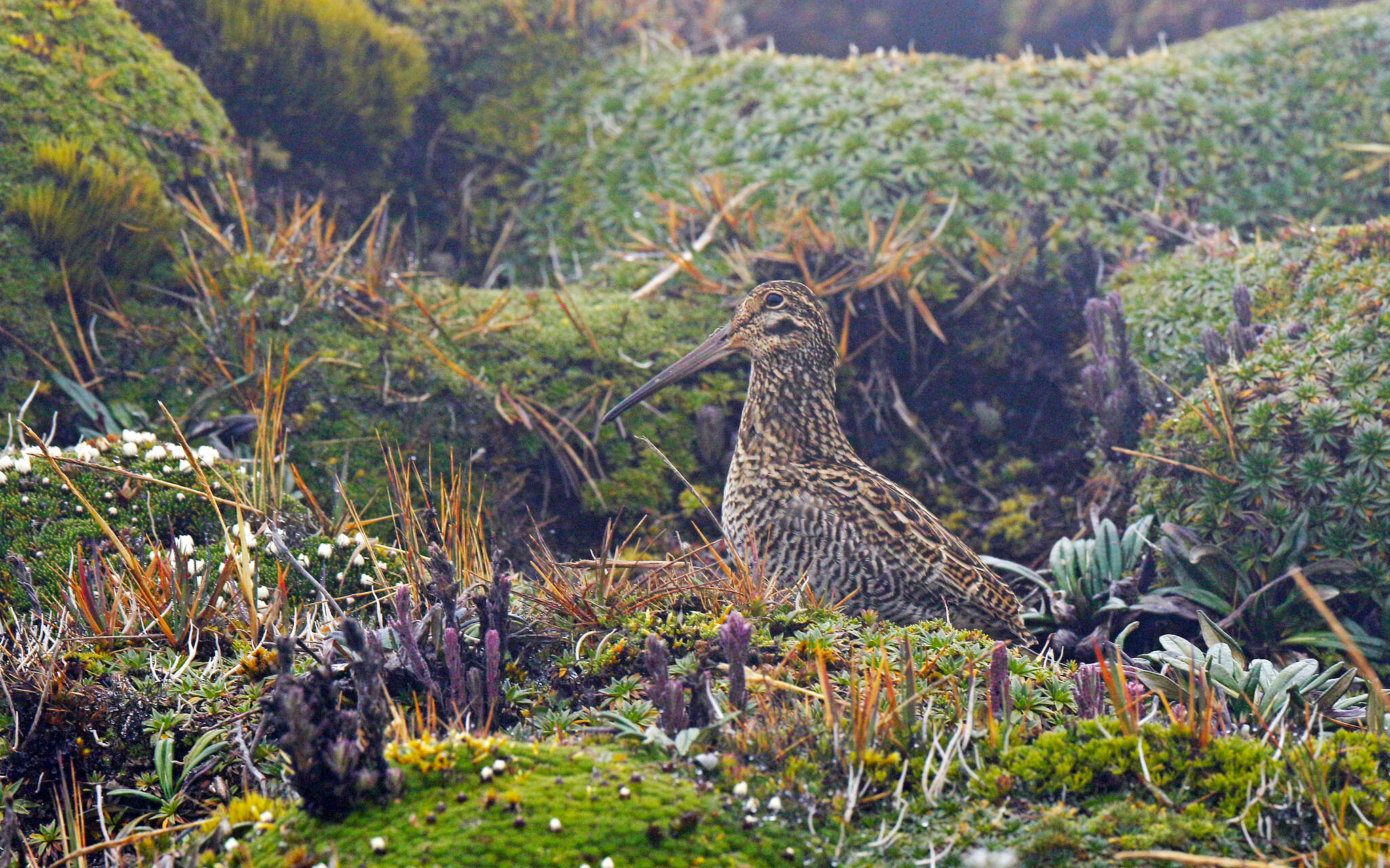 Image of Andean Snipe