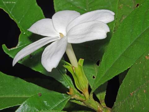 Plancia ëd Gardenia actinocarpa Puttock