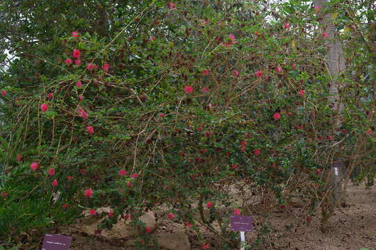 Image of purple stickpea