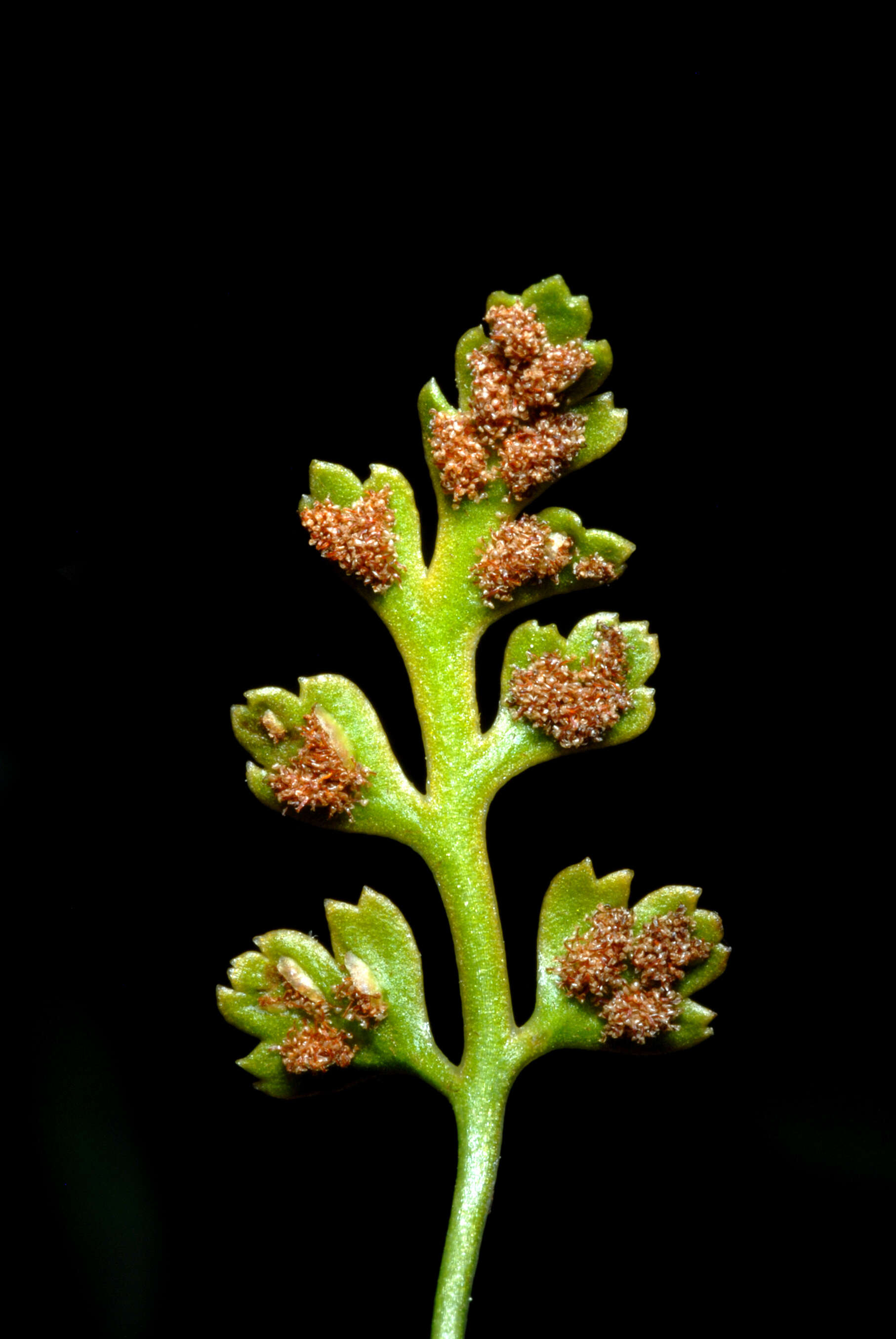 Image of mountain spleenwort