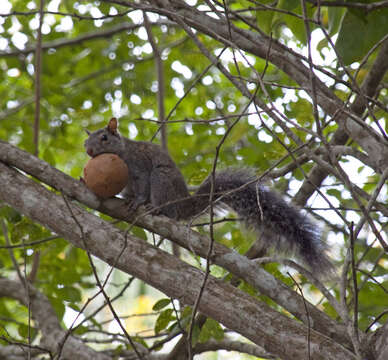 Image of Yucatan Squirrel