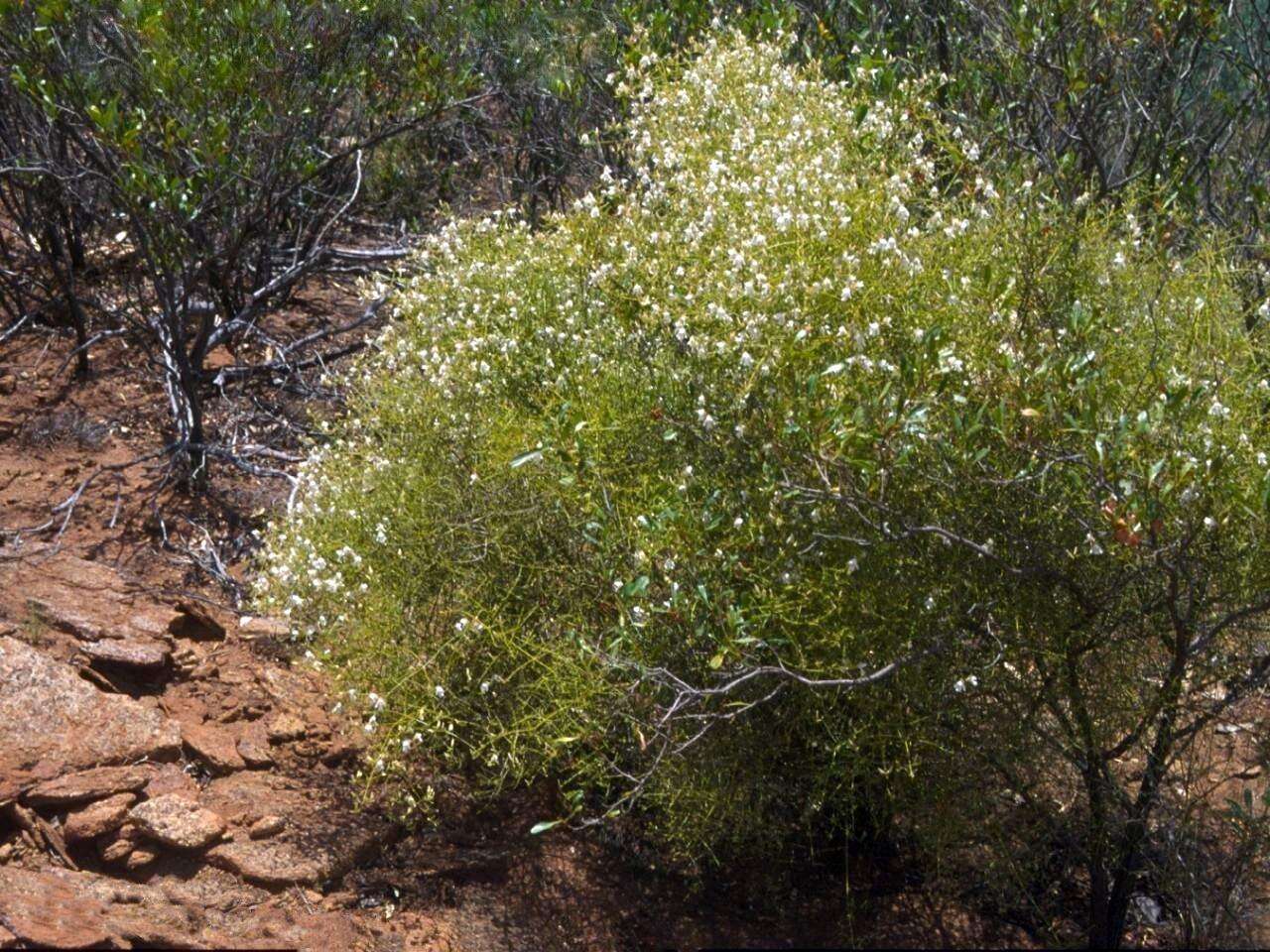 Prostanthera nudula J. M. Black ex E. L. Robertson resmi