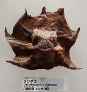 Image of Japanese pancake devilfish
