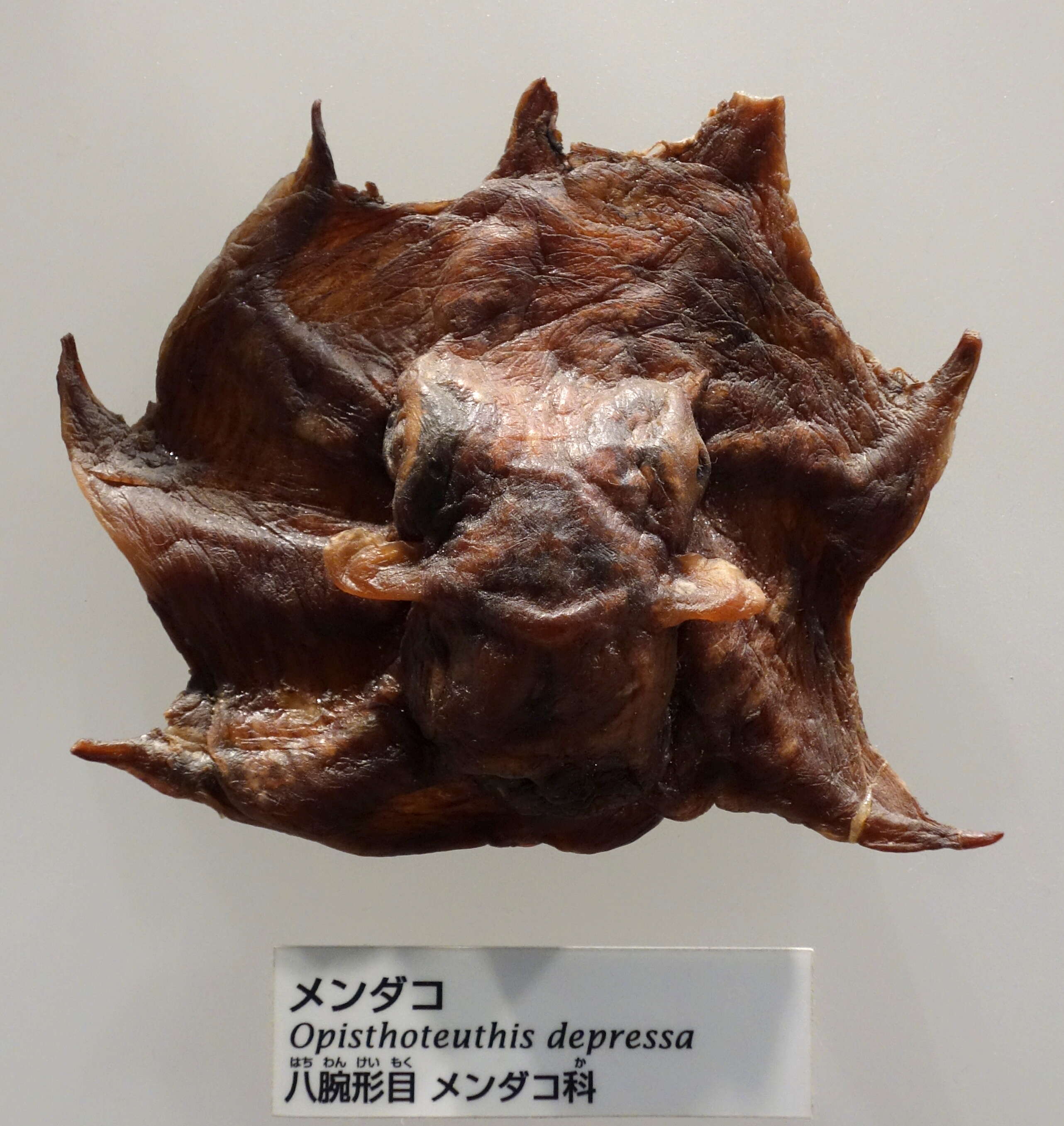 Image of Japanese pancake devilfish
