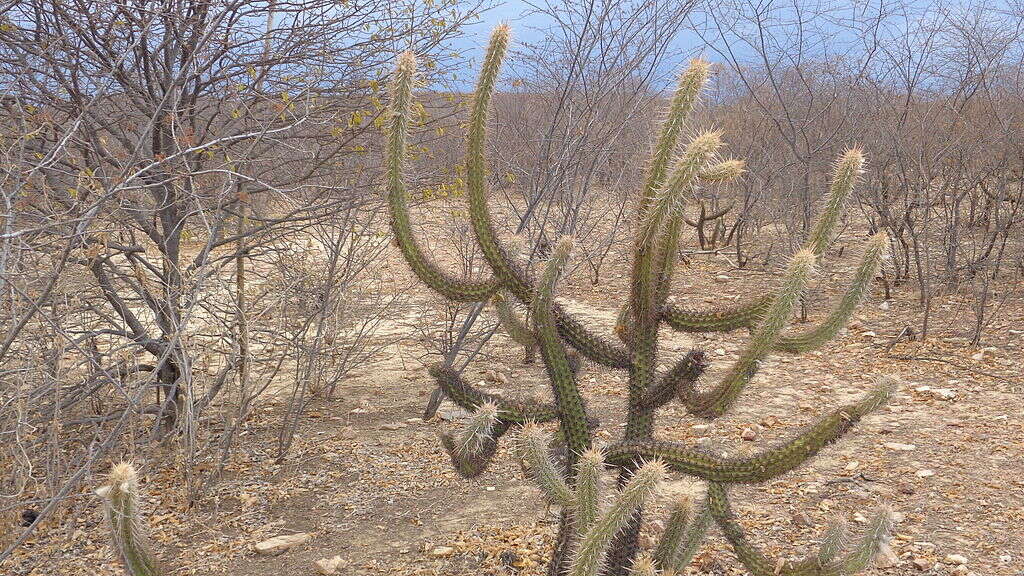 Plancia ëd Pilosocereus polygonus (Lam.) Byles & G. D. Rowley