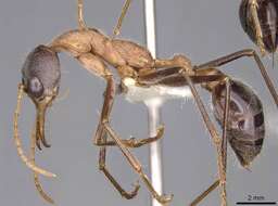 صورة Myrmecia fuscipes Clark 1951