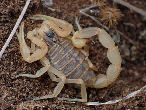 Image of Common yellow scorpion