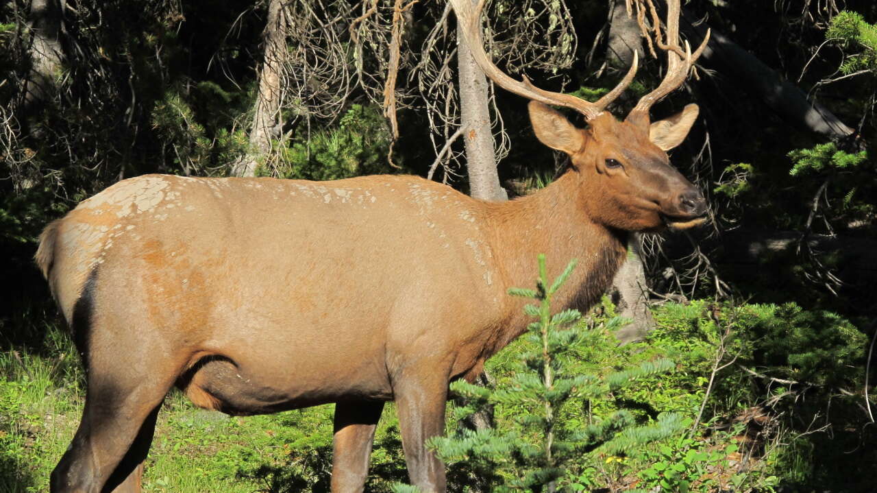 Image of North American elk