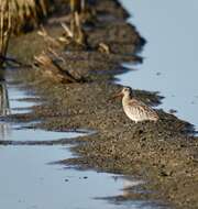 Image of Bar-tailed Godwit