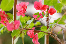 Слика од Bougainvillea