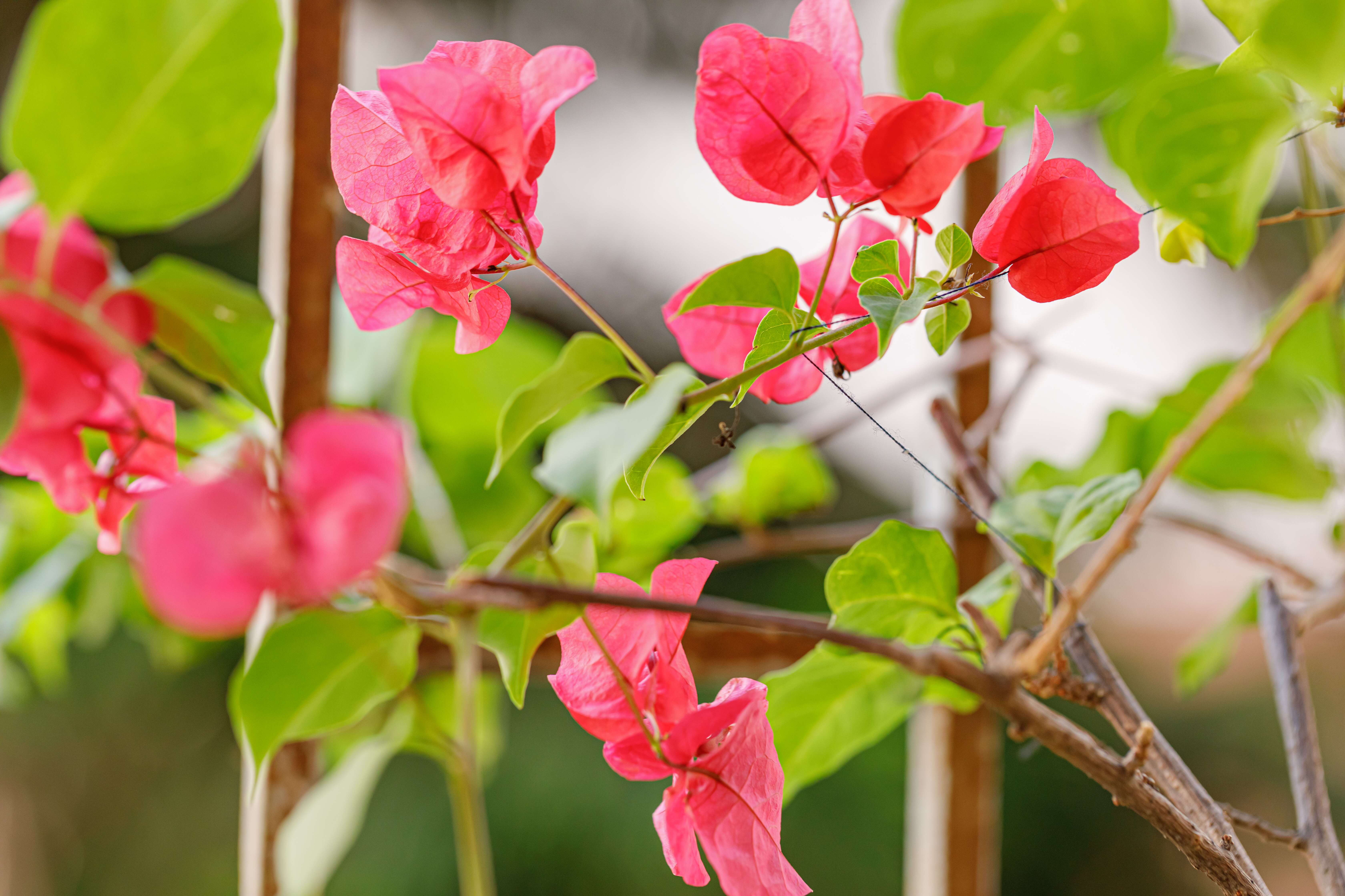 Слика од Bougainvillea