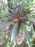 صورة Guzmania cerrohoyaensis H. Luther