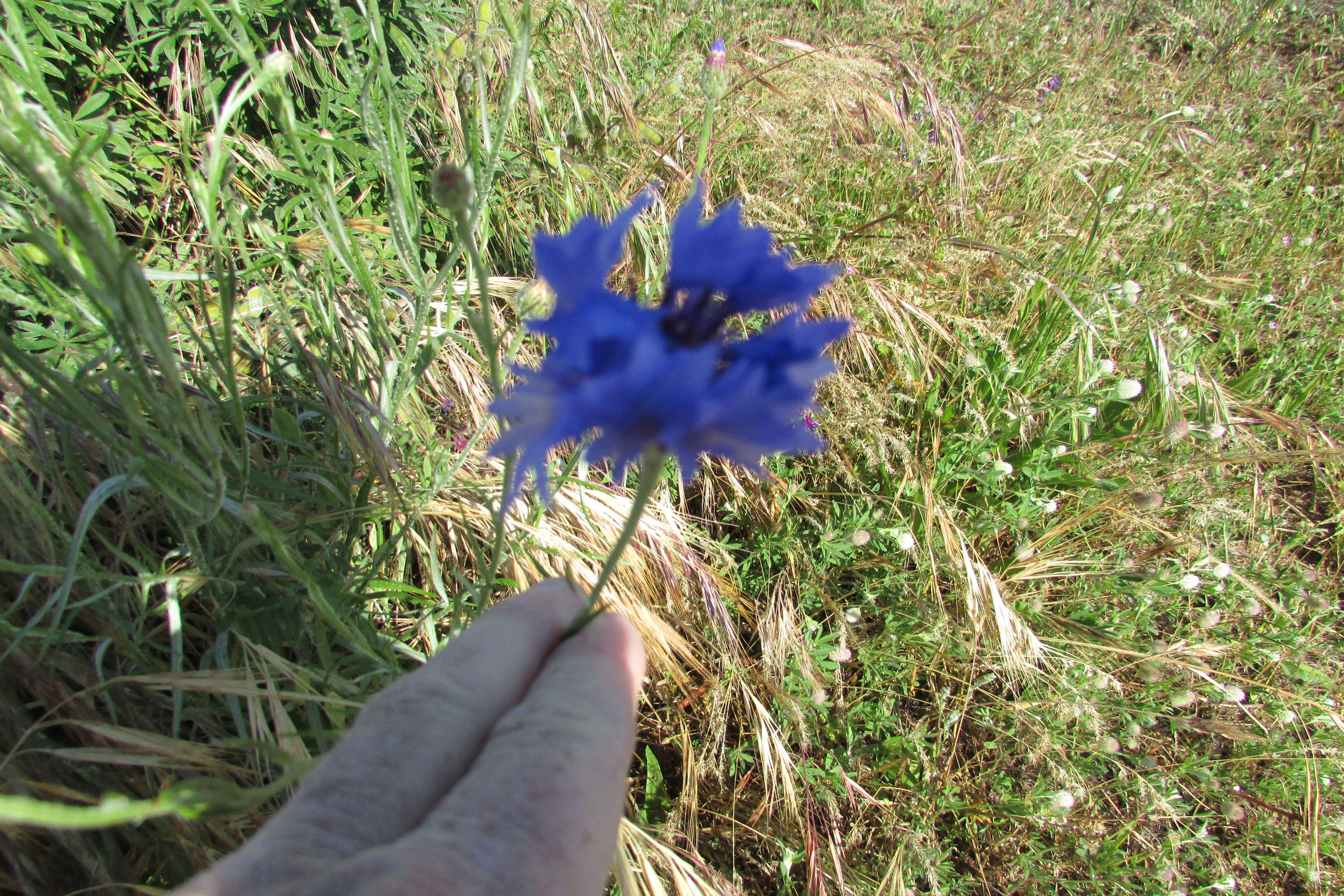 Image of Common Woolly Sunflower