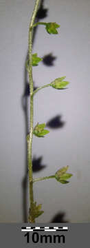 Image of Tufted Forget-Me-Not