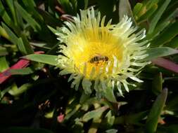 Image of hottentot fig