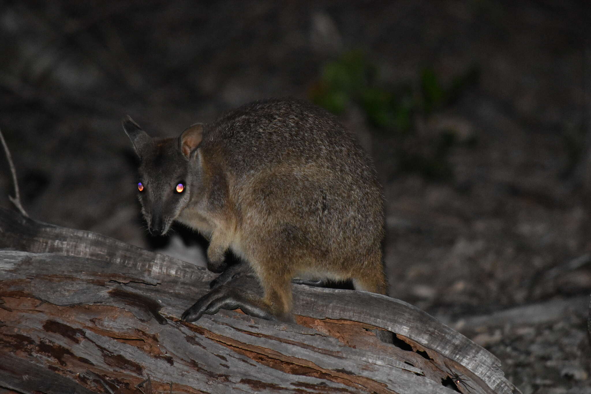 Image of Unadorned Rock Wallaby