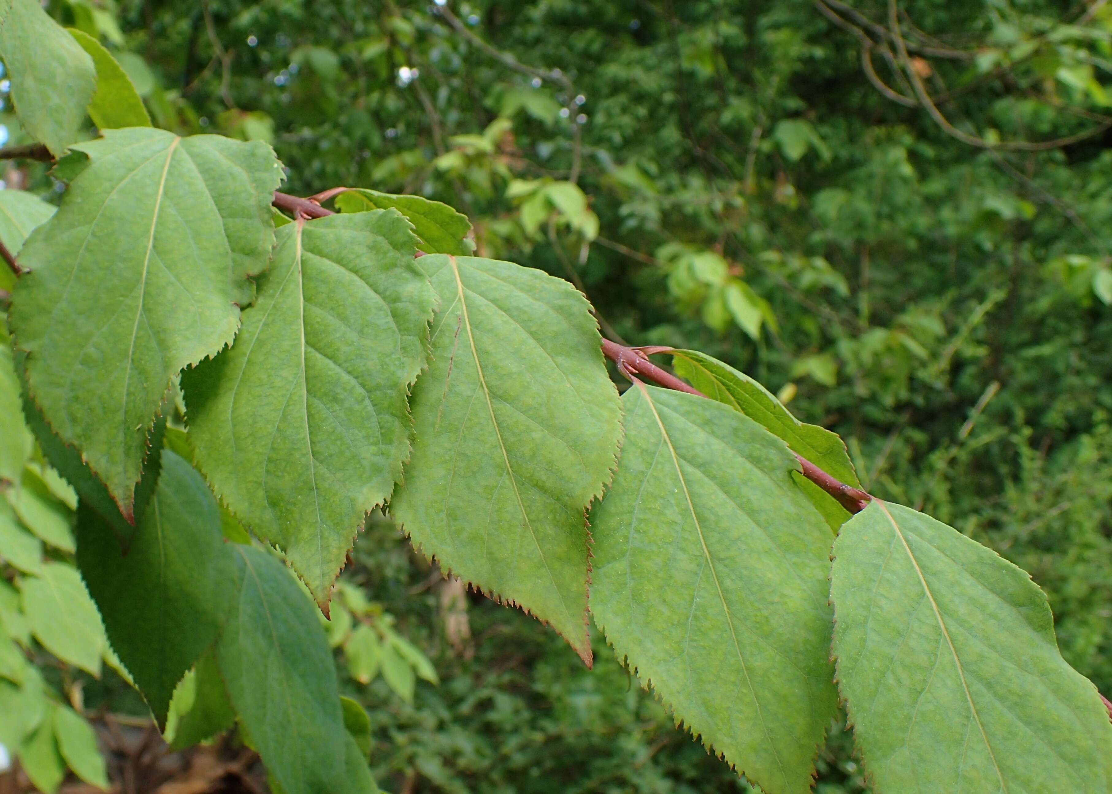 Image of Euonymus fimbriatus Wall.