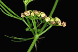 Image of marsh parsley