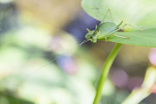 Image of upland green bush-cricket