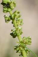 Image of sea beet