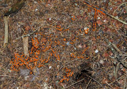 Image of Egg-shell Slime Mould