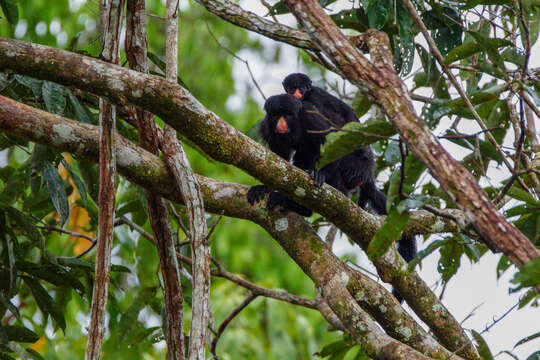 Image of Red-nosed Bearded Saki