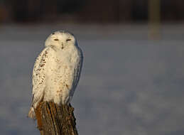 Image of Snowy Owl