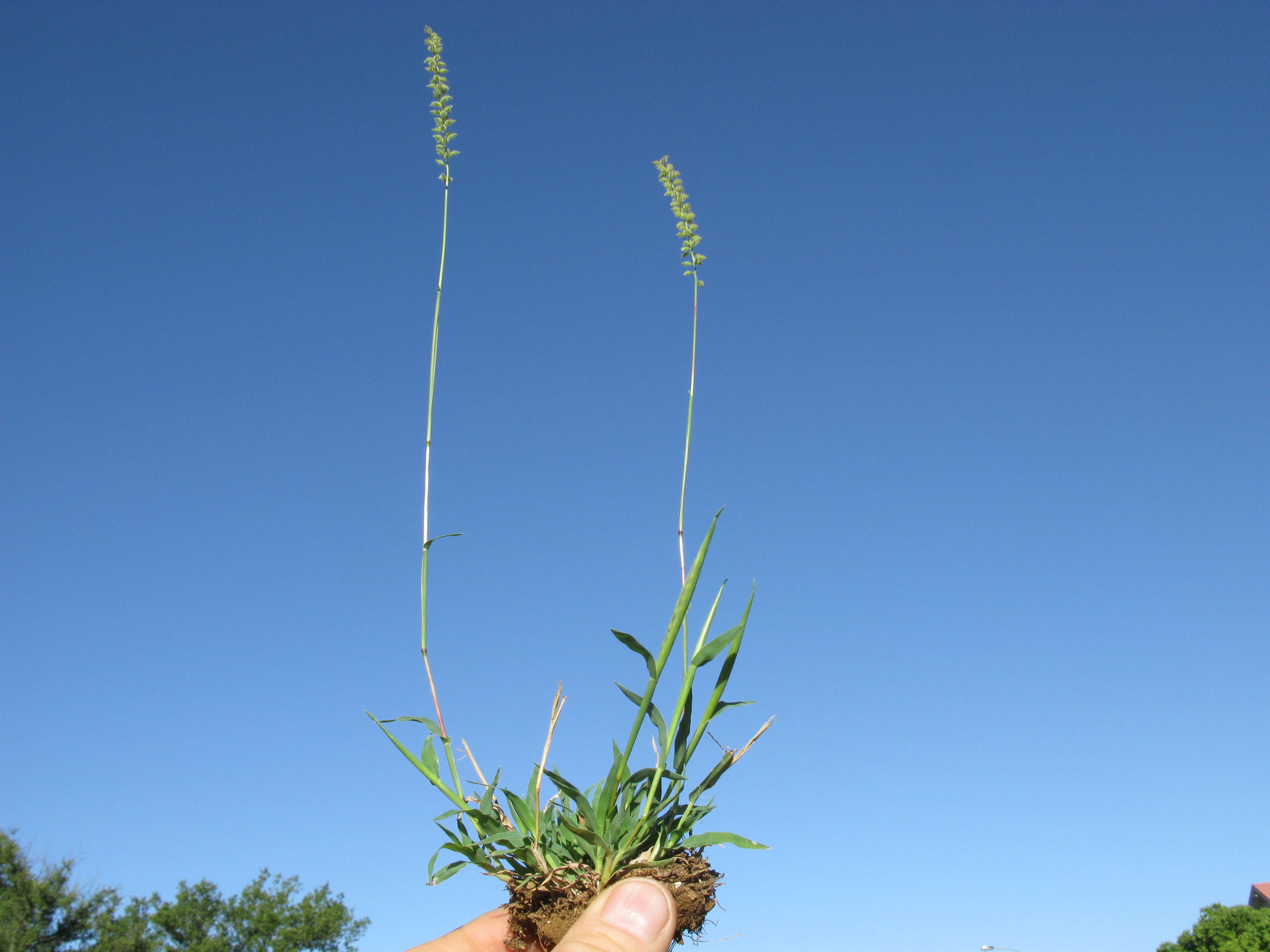 Image of Australian bur grass