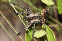 Image of Lake Placid Funnel Wolf Spider